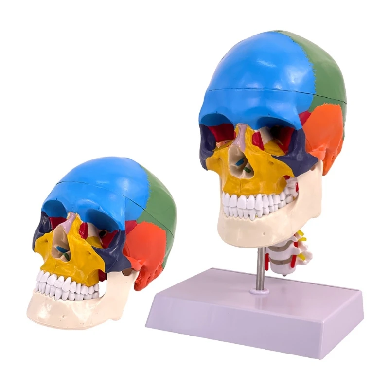 Анатомическая модель человеческого черепа Съемная черепная крышка Модель головы человеческого черепа в натуральную величину